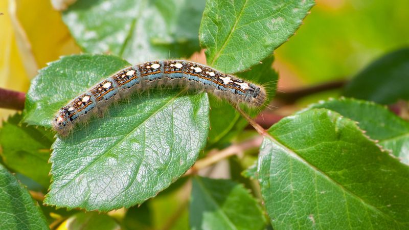 Webworm Tents: Silky Seasonal Spectacles