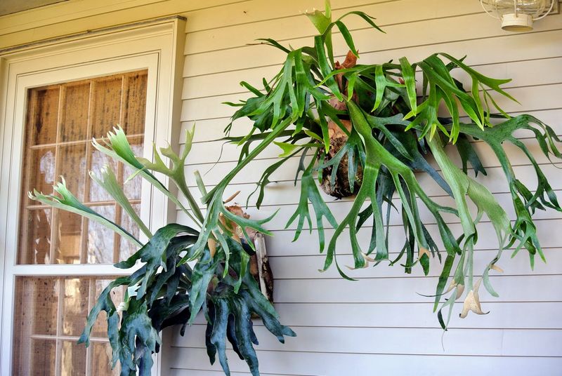 Staghorn Fern: Living Wall Art
