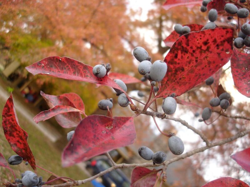 Late-Season Nectar Source