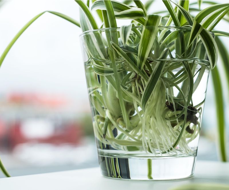 Semi-Hydroponic Setup With Nutrient Solution