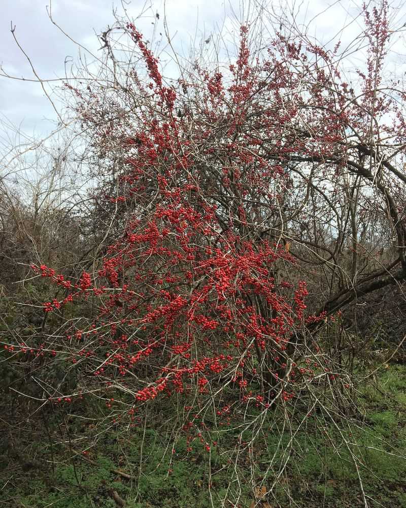 Possumhaw
