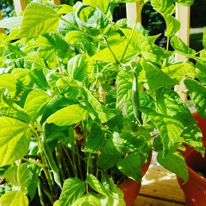 Flavorful Bush Beans