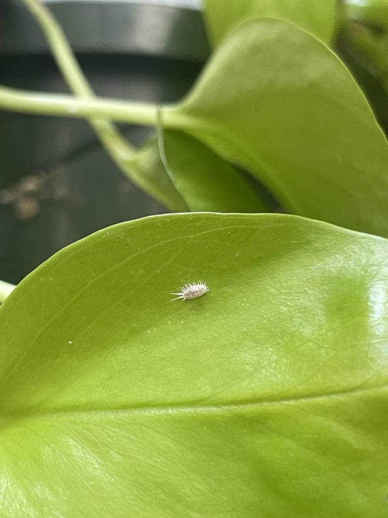 Mealybugs: Cotton-Like Colonies