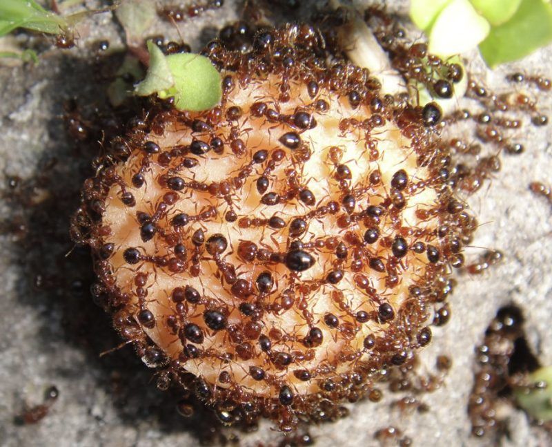 Fire Ants Establishing Painful Garden Colonies