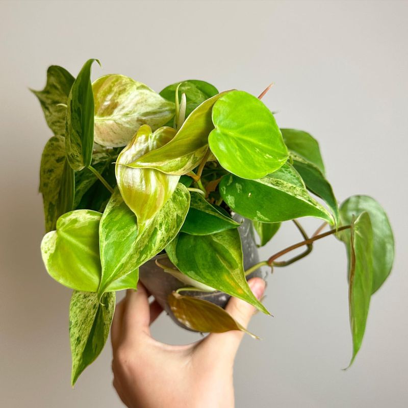 Philodendron (Heartleaf Variety)