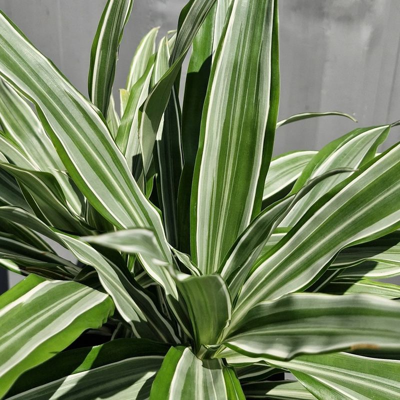 Dracaena (Dracaena fragrans)