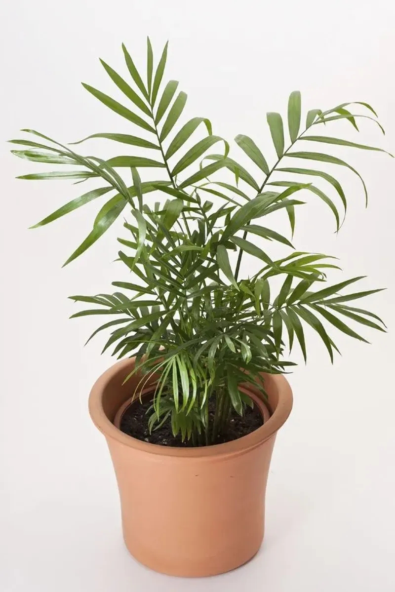 Parlor Palm (Chamaedorea elegans)