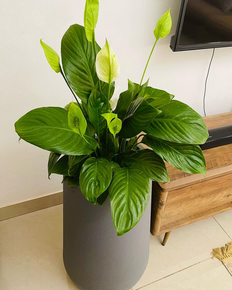 Peace Lily Division