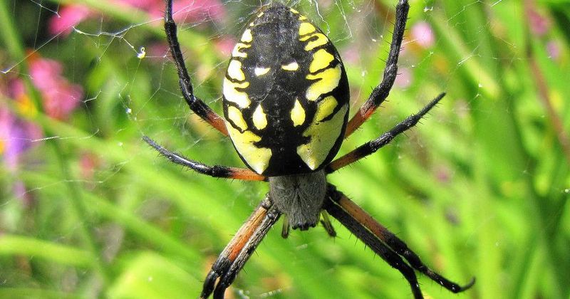 Creating Spider-Friendly Gardens
