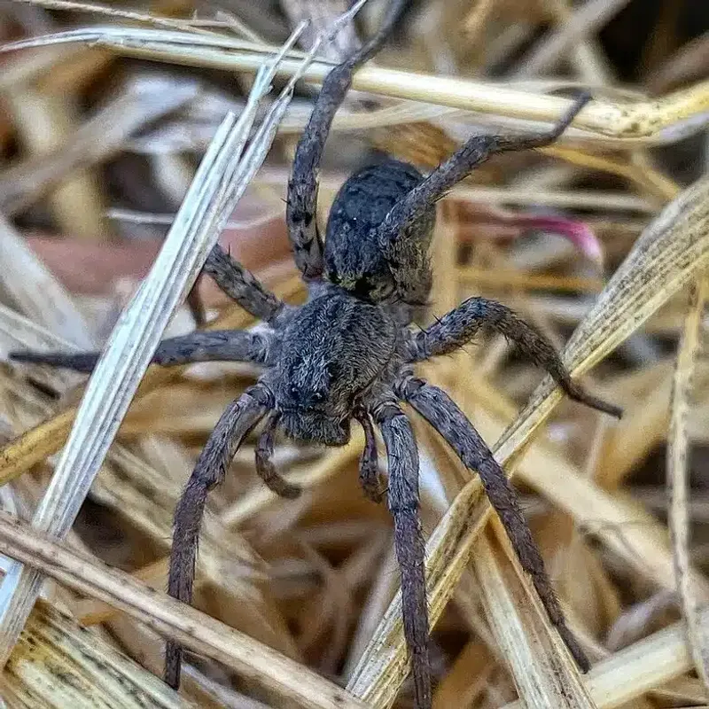Balancing Spider Populations Naturally