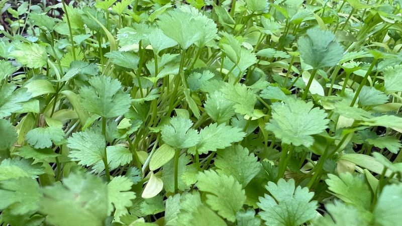 Cilantro
