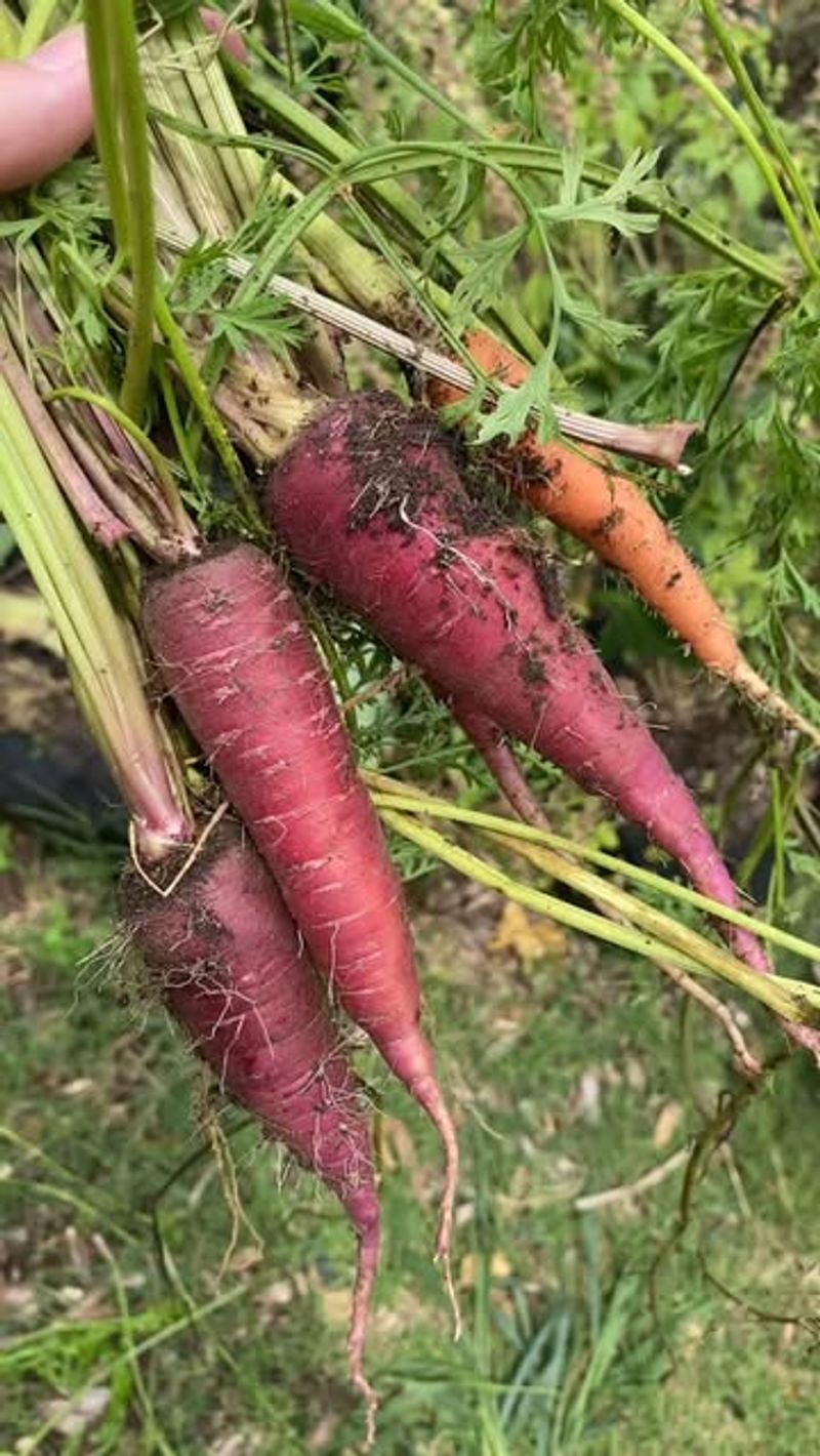 Carrots