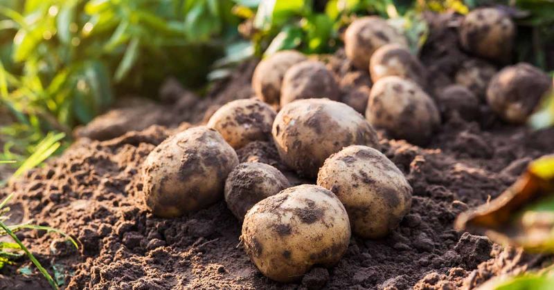 Potatoes: Underground Treasures