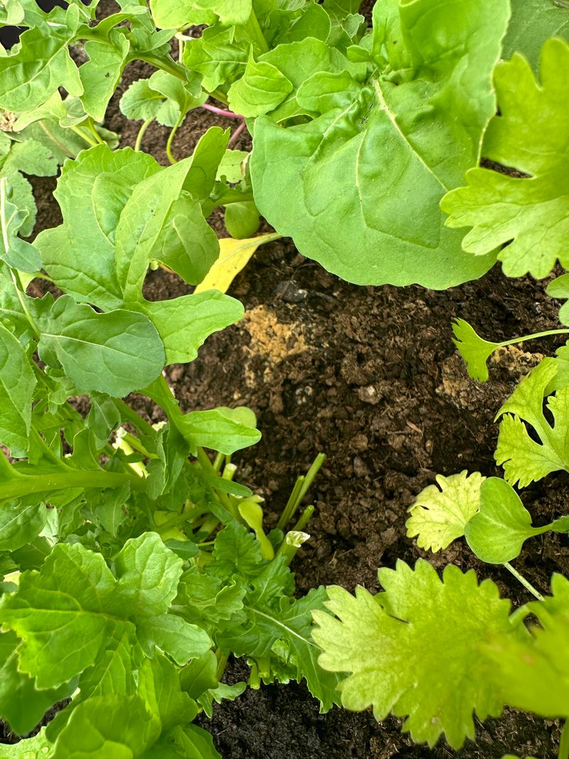 Lettuce and Parsley