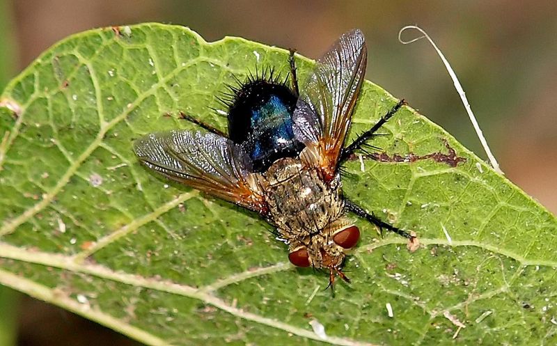Tachinid Flies