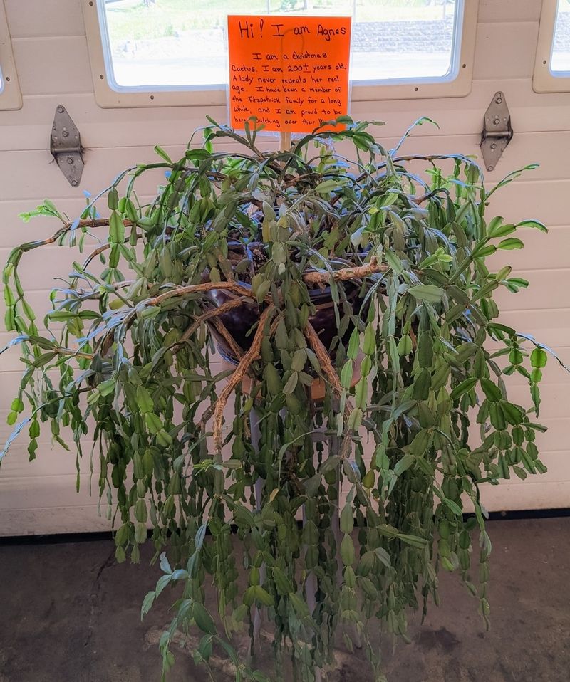 Antique Christmas Cactus