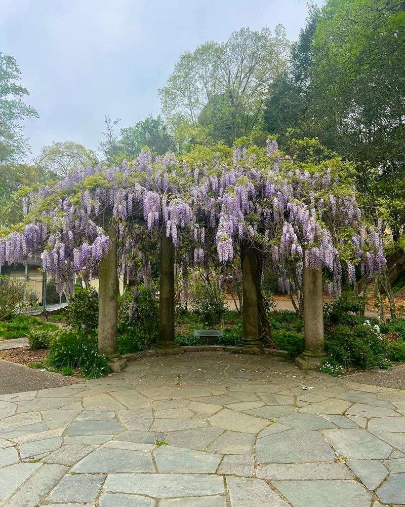 Wisteria's Wild Growth Taming