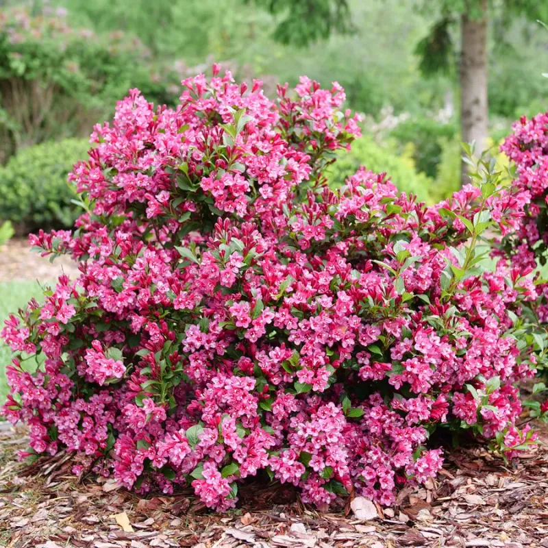 Weigela For Hummingbird-Attracting Borders