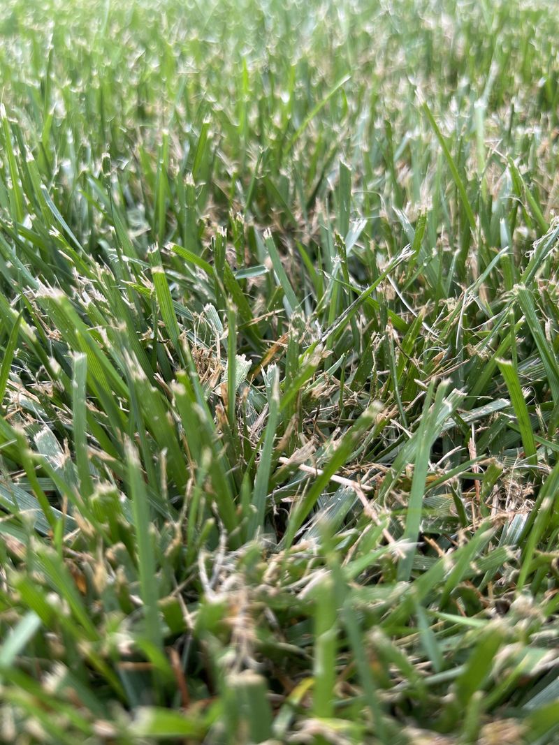 Mowing with Dull Blades