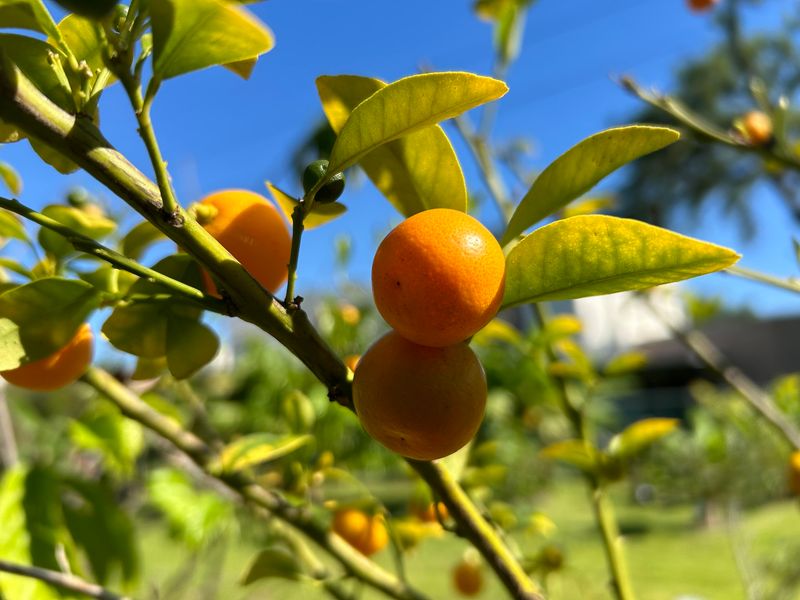 Install A Charming Citrus Corner