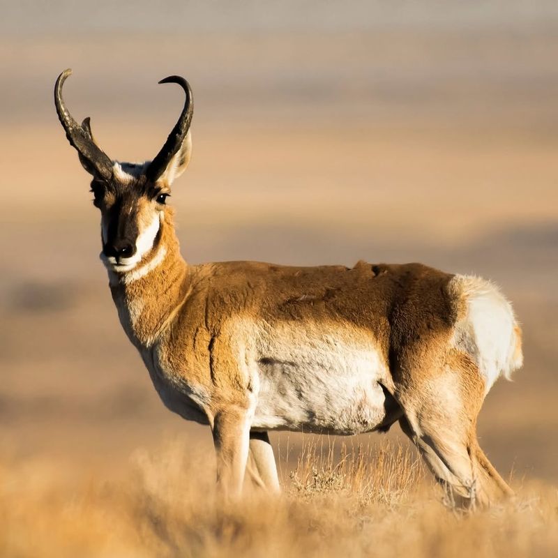 Sonoran Pronghorn