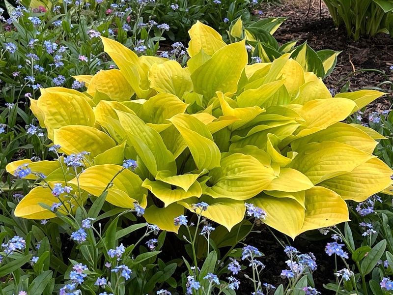 Hosta