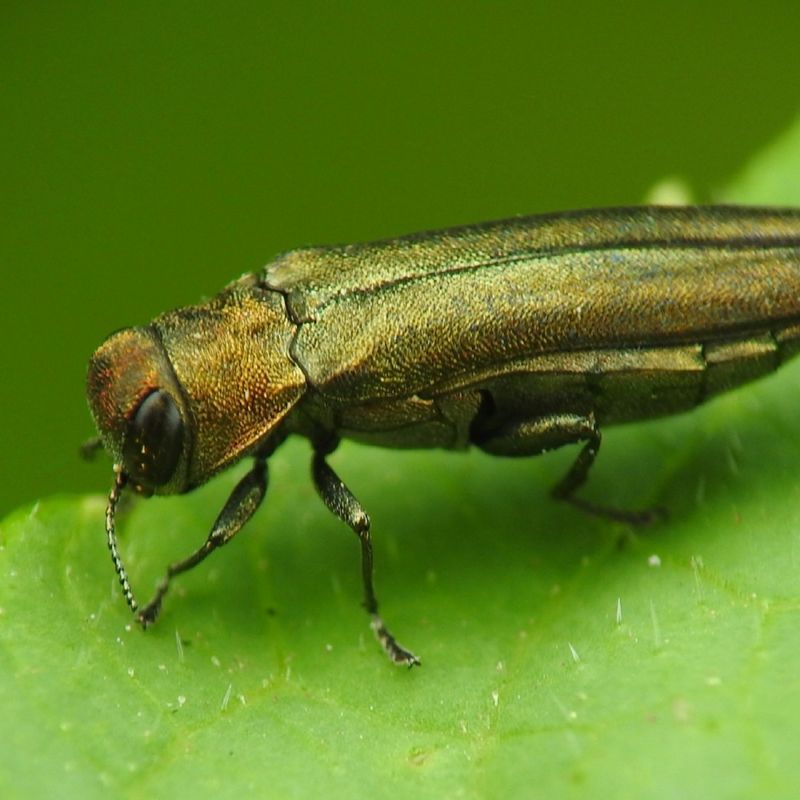 Emerald Ash Borer Destruction