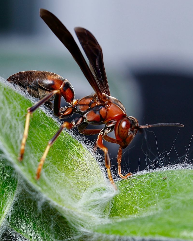 Paper Wasps