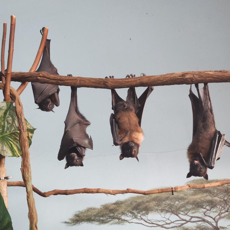 Bats (All Species)