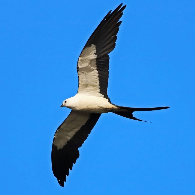 Swallowtail Kites