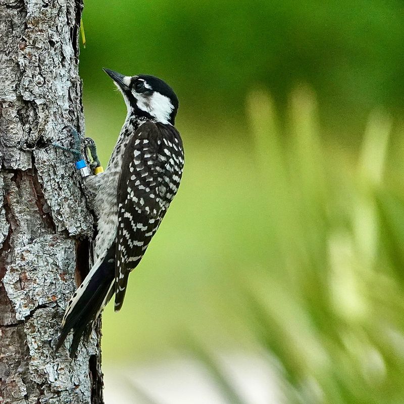Red-Cockaded Woodpeckers In Mature Pines