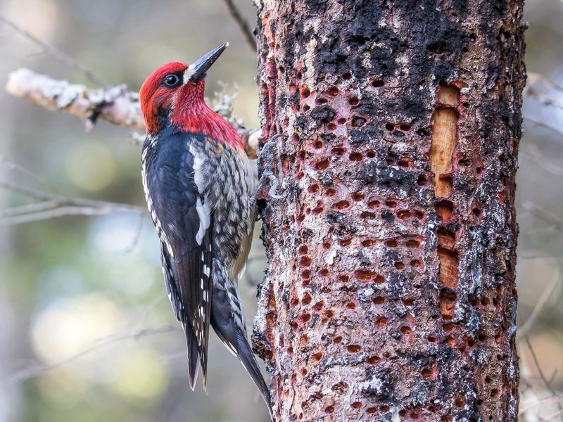 Red-Breasted Sapsucker Along Garden Edges