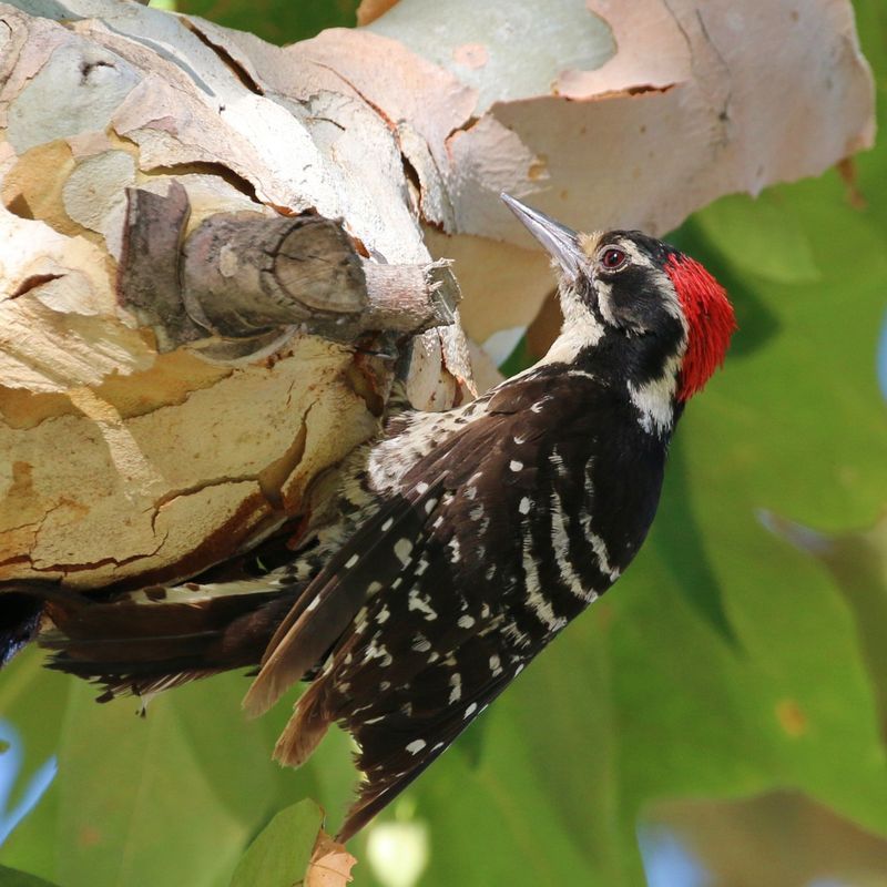 Nuttall's Woodpecker: The Bark Inspector