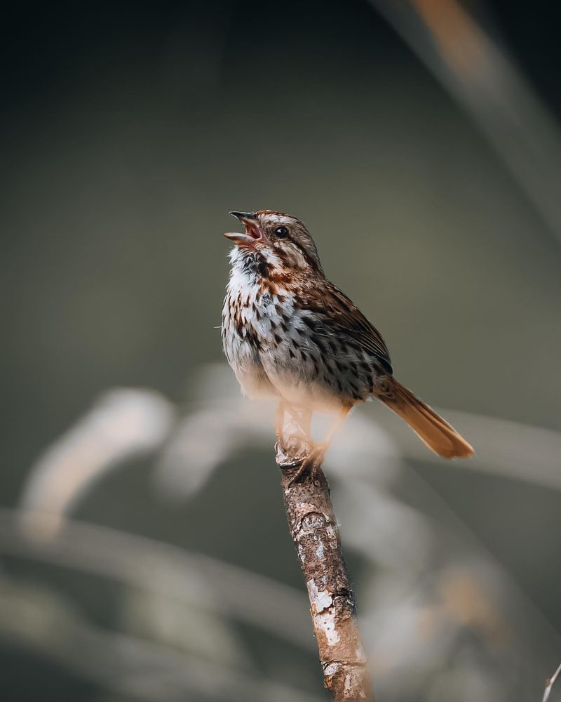 Song Sparrow