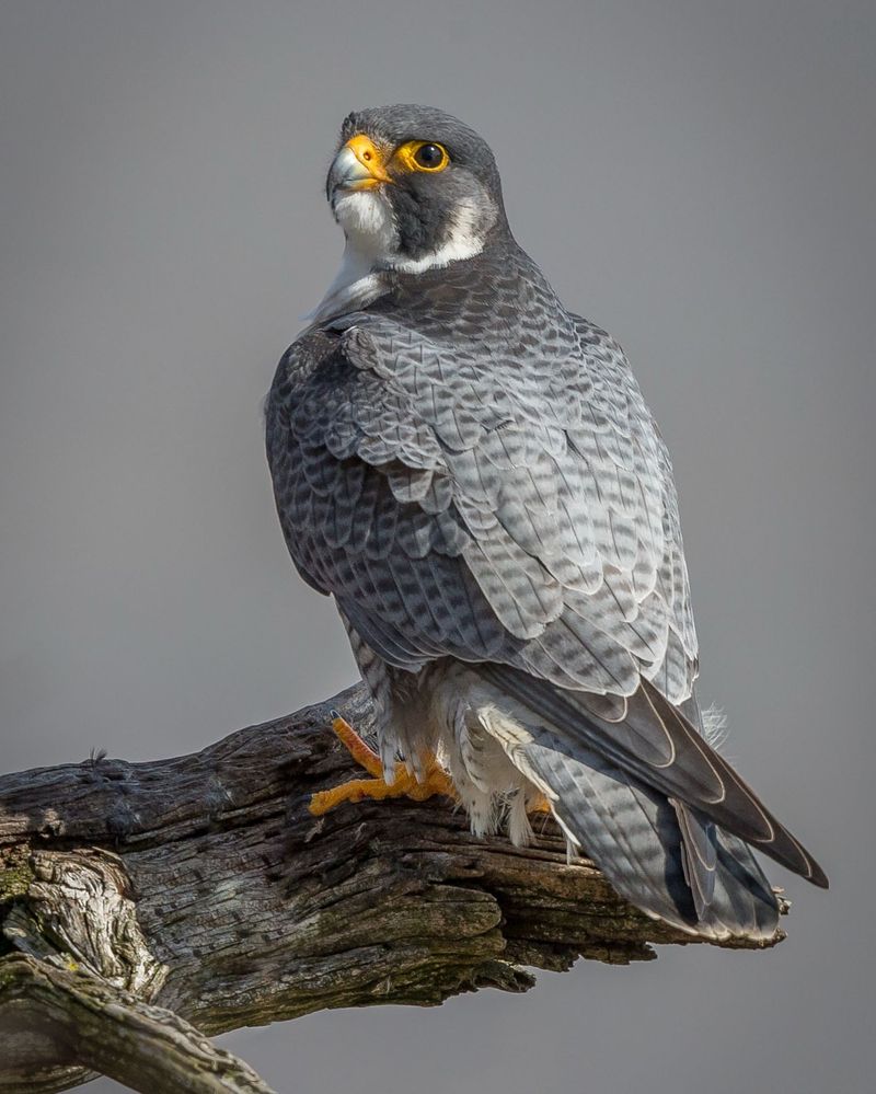 Peregrine Falcons: Urban Cliff Dwellers