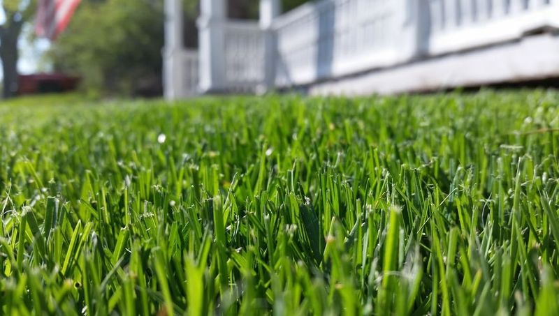 Watering Incorrectly After Fertilizing