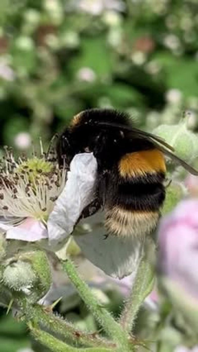 Bumble Bees
