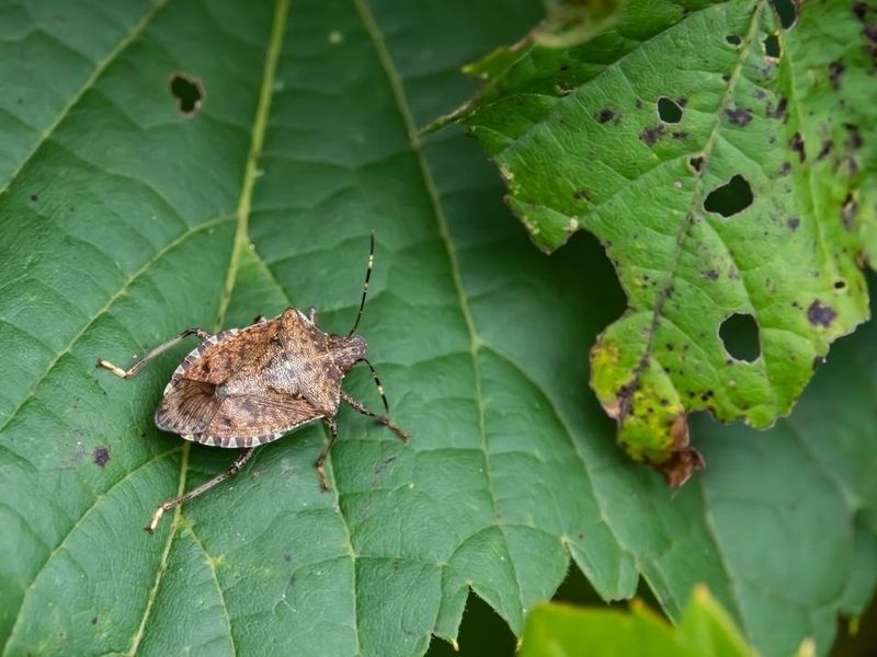Stink Bugs Piercing Fruits And Vegetables