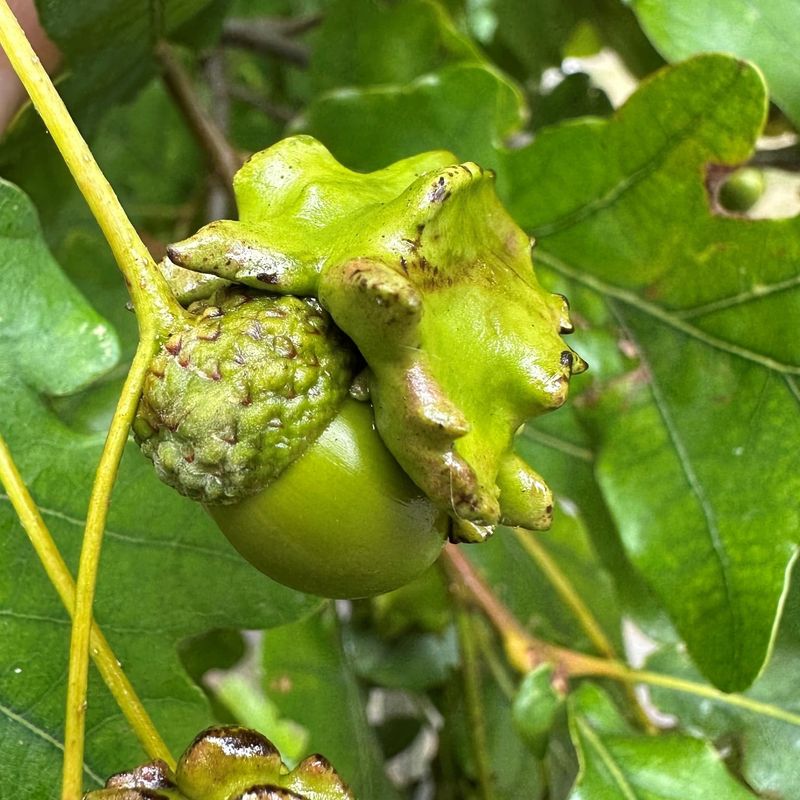 Leaf Galls: Trees' Strange Reaction
