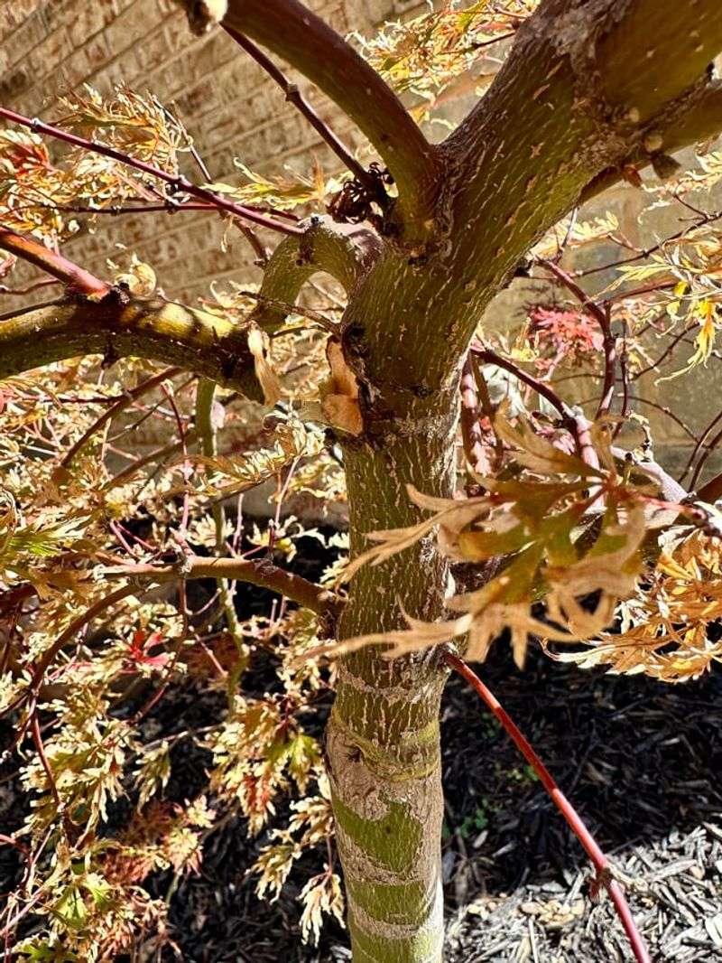 Fallen Branch Catchments