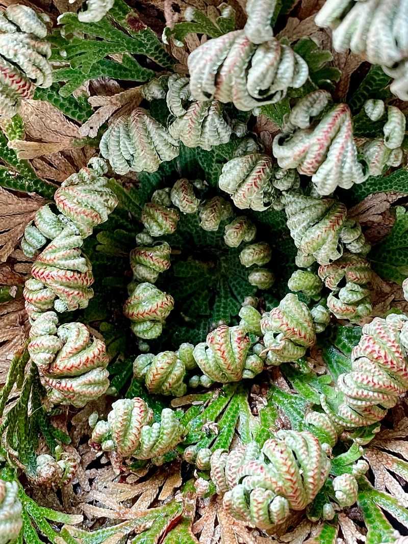Resurrection Plant: The Desert Phoenix