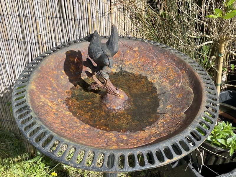 Dirty Water Turning Birds Away