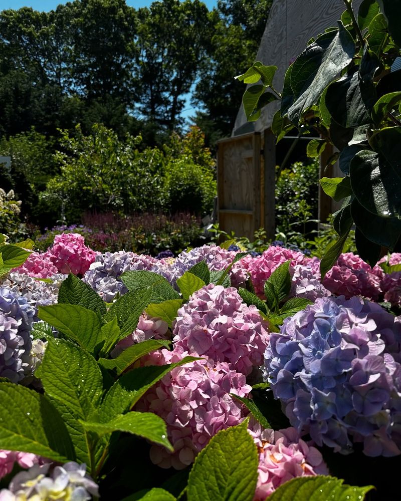 Create Winter Protection For Young Plants