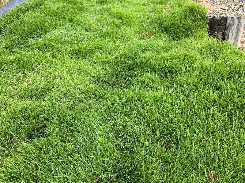 Naturally Crowds Out Weeds