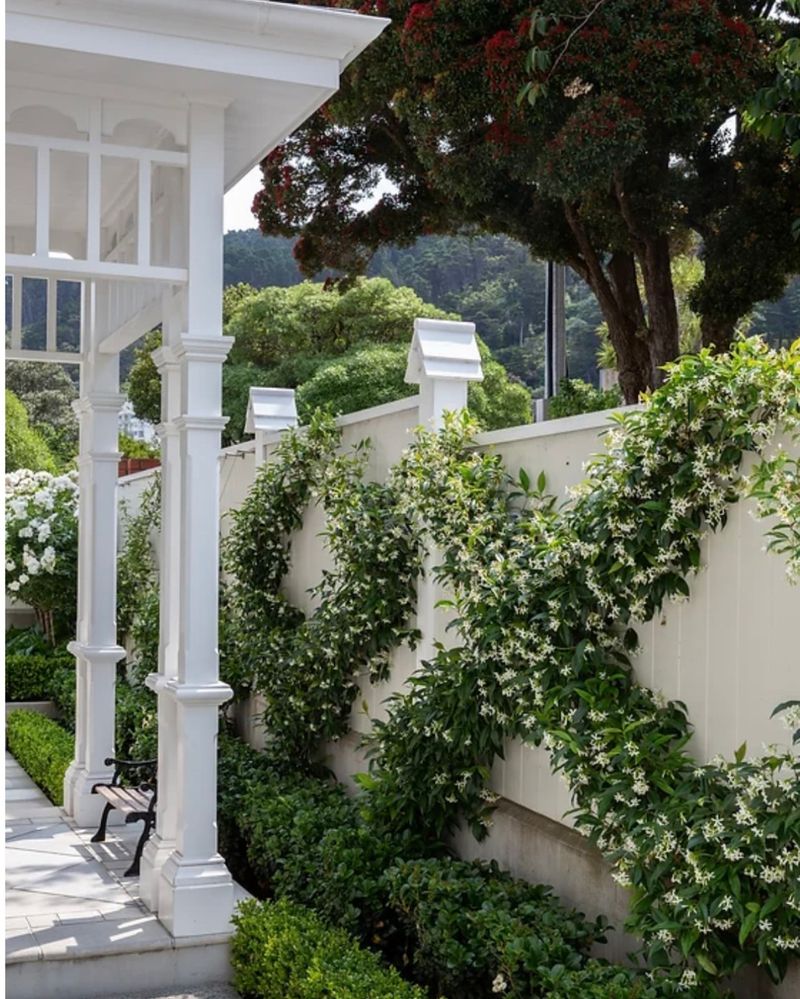 Confederate Jasmine