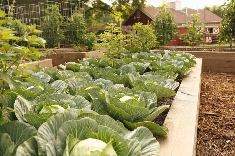 Plant A Cool-Season Vegetable Garden