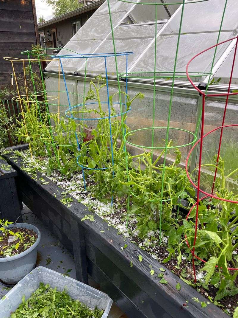 Protect Sensitive Plants