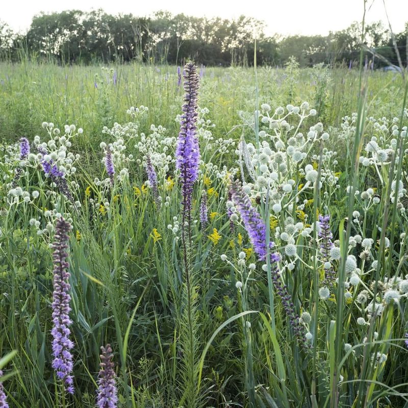 Emiquon National Wildlife Refuge