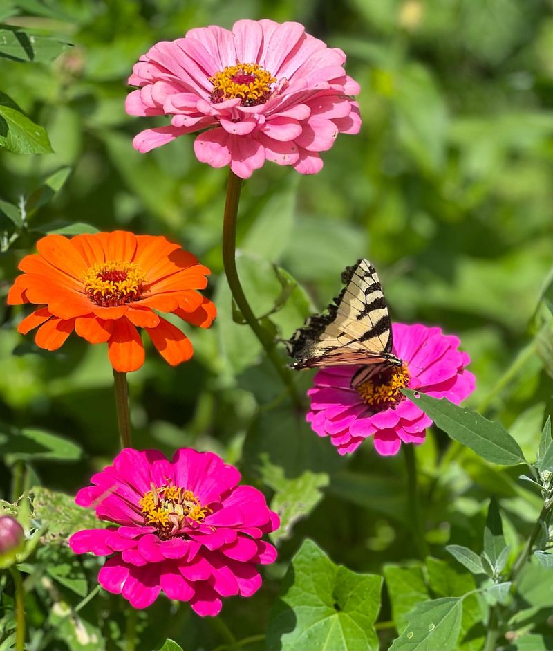 Faithful Zinnias