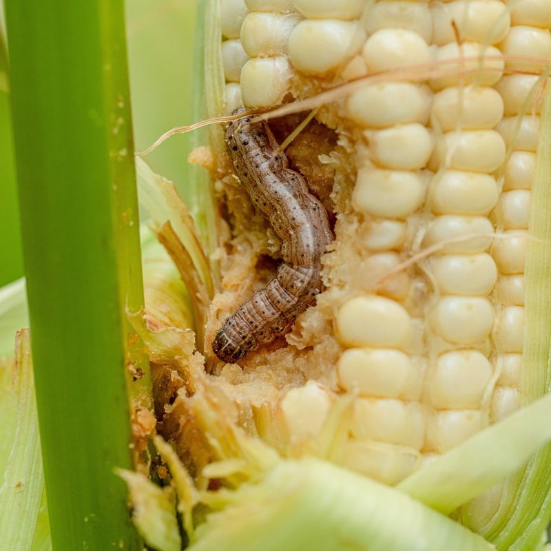 Monitor For Iowa's Common Pests